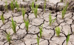 लामो खडेरीले धानको उत्पादनमा कमी हुने